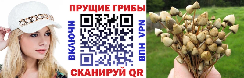Галлюциногенные грибы мицелий  Купино 